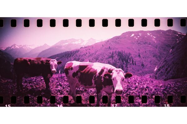 Lomography Sprocket Rocket Camera  Bittersweet