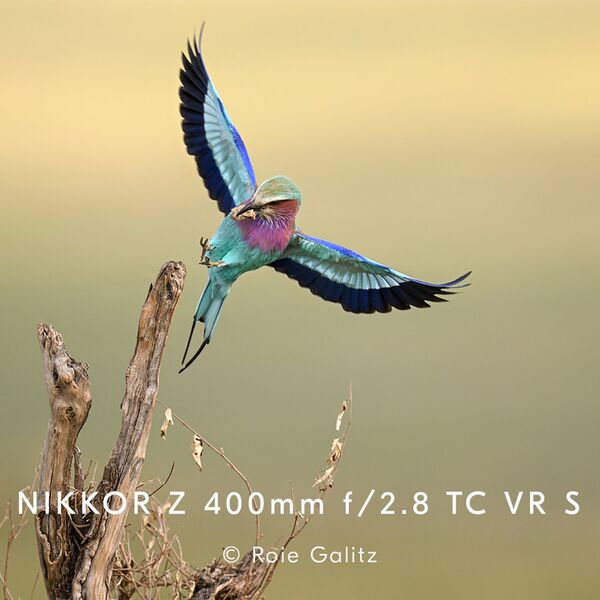 Nikon Nikkor Z 400mm f/2.8 TC VR S  Nikon Z