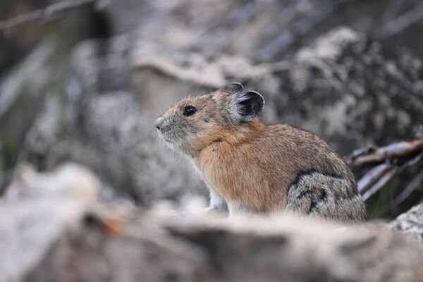 Nikon Nikkor Z 600mm f/6.3 VR S  Nikon Z