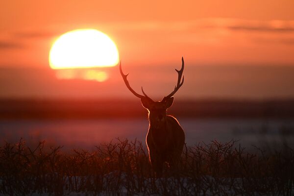 Nikon Nikkor Z 800mm f/6,3 VR S  Nikon Z