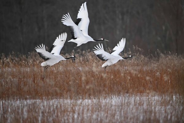 Nikon Nikkor Z 800mm f/6,3 VR S  Nikon Z