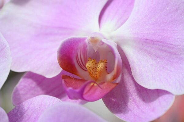 Nikon Nikkor Z  DX 18-140mm f/3,5-6,3 VR  Nikon Z