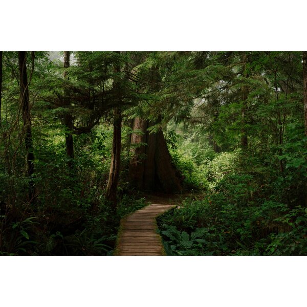 Nikon Nikkor Z DX 35mm f/1.7 Macro  Nikon Z (DX)