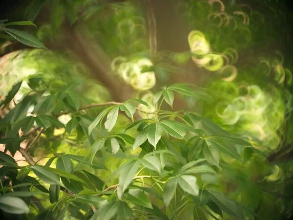 NiSi Reflex 250mm F5,6 MF  Canon EF	