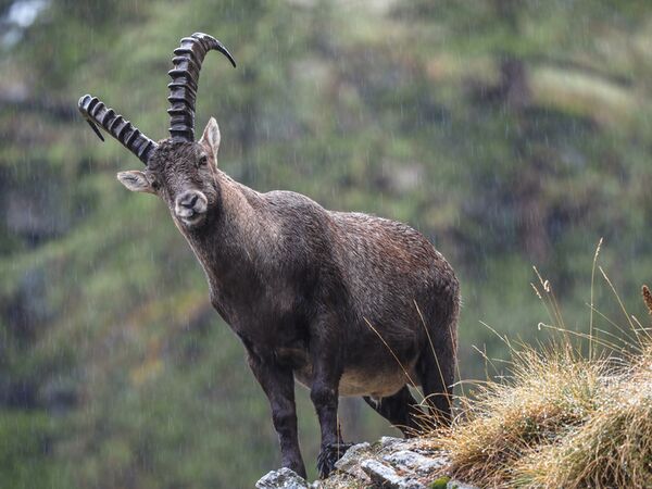 OM SYSTEM M.Zuiko 150-400mm f/4,5 TC1,25x IS Pro ED  Micro Four Thirds