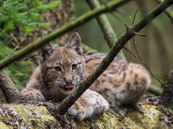 OM SYSTEM M.Zuiko 150-400mm f/4,5 TC1,25x IS Pro ED  Micro Four Thirds