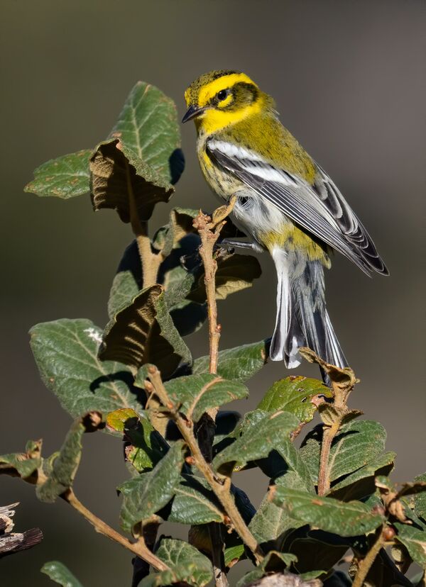 OM SYSTEM M.Zuiko 150-400mm f/4,5 TC1,25x IS Pro ED  Micro Four Thirds