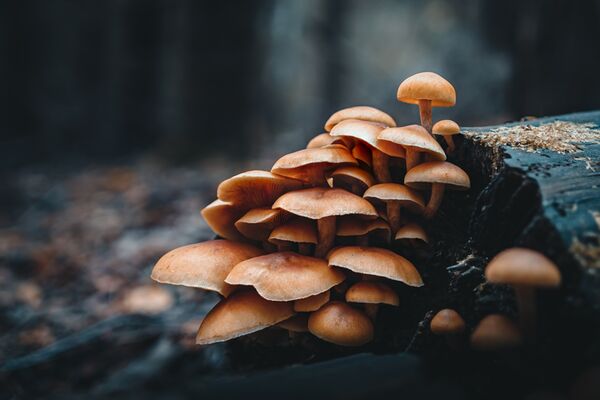 OM SYSTEM M.Zuiko AF 20mm f/1,4 Pro ED  Micro Four Thirds