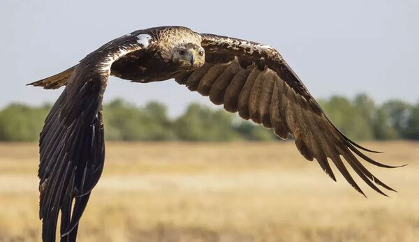 OM SYSTEM M.Zuiko AF 40-150mm f/2,8 Pro ED  Micro Four Thirds schwarz