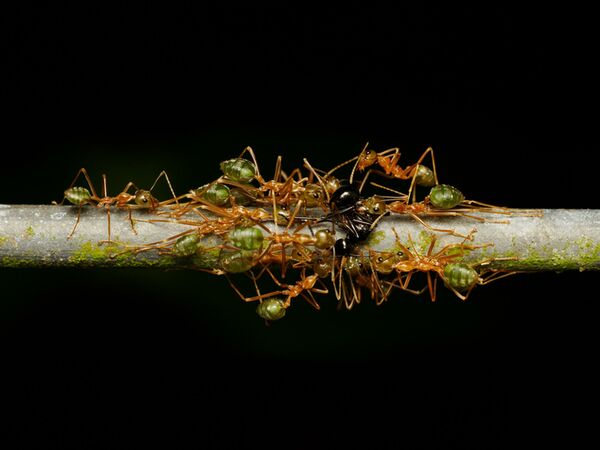 OM SYSTEM M.Zuiko AF 90mm f/3,5 ED Makro IS PRO  MFT