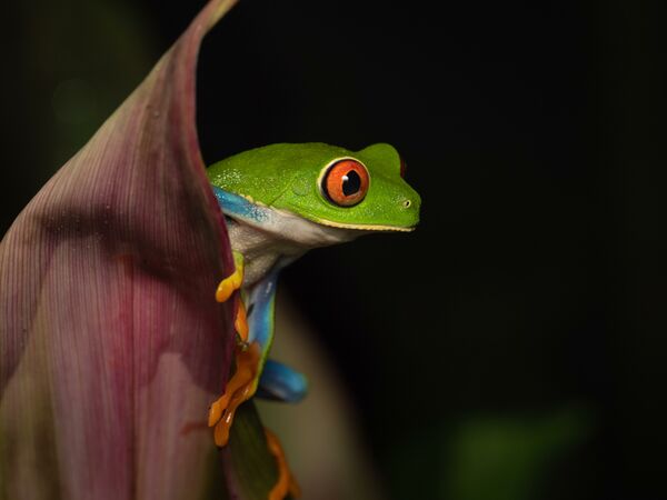 OM SYSTEM M.Zuiko AF 90mm f/3,5 ED Makro IS PRO  MFT