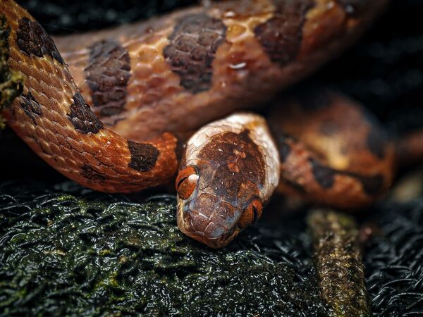 OM SYSTEM M.Zuiko AF 90mm f/3,5 ED Makro IS PRO  MFT