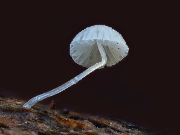 OM SYSTEM M.Zuiko AF 90mm f/3,5 ED Makro IS PRO  MFT