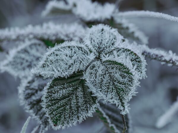 OM SYSTEM M.Zuiko AF 90mm f/3,5 ED Makro IS PRO  MFT