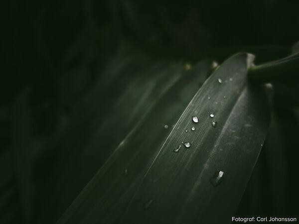 OM SYSTEM M.Zuiko Digital ED 17mm f/1,8 II  Micro Four Thirds