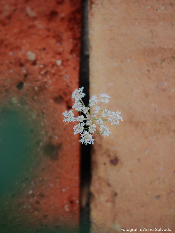 OM SYSTEM M.Zuiko Digital ED 25mm f/1,8 II  Micro Four Thirds