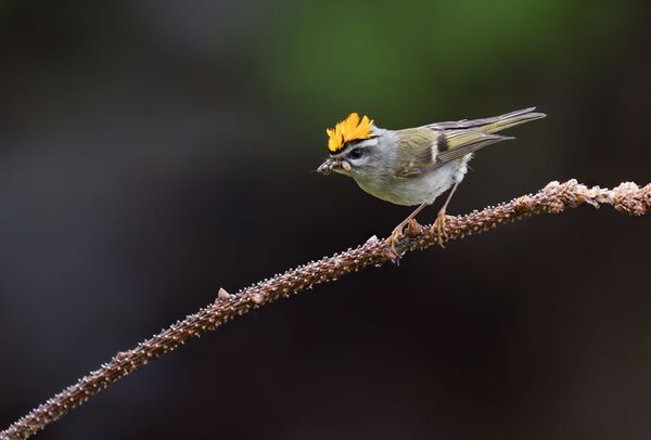 OM SYSTEM M.Zuiko Digital ED 50-200mm f/2,8 IS PRO  Micro Four Thirds