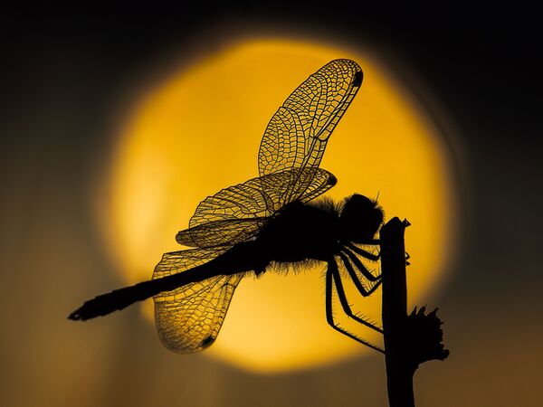 OM SYSTEM M.Zuiko Digital ED 50-200mm f/2,8 IS PRO  Micro Four Thirds