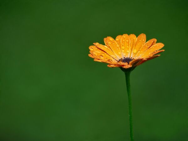 OM SYSTEM M.Zuiko Digital ED 50-200mm f/2,8 IS PRO  Micro Four Thirds