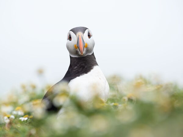 OM SYSTEM M.Zuiko Digital ED 50-200mm f/2,8 IS PRO  Micro Four Thirds