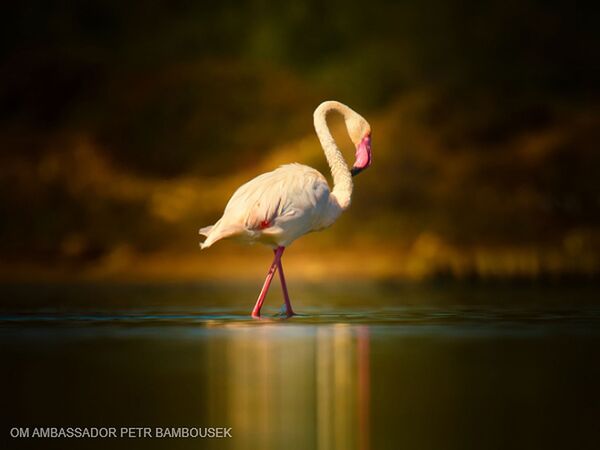 OM SYSTEM OM-1 II Gehäuse 