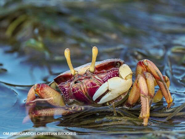 OM SYSTEM OM-1 II Gehäuse 