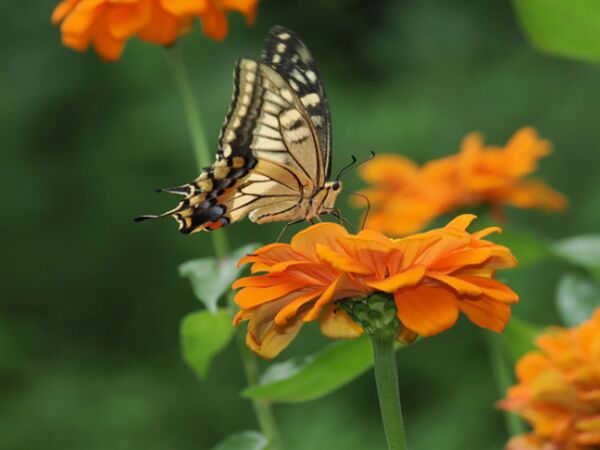 OM SYSTEM OM-1 II Gehäuse 