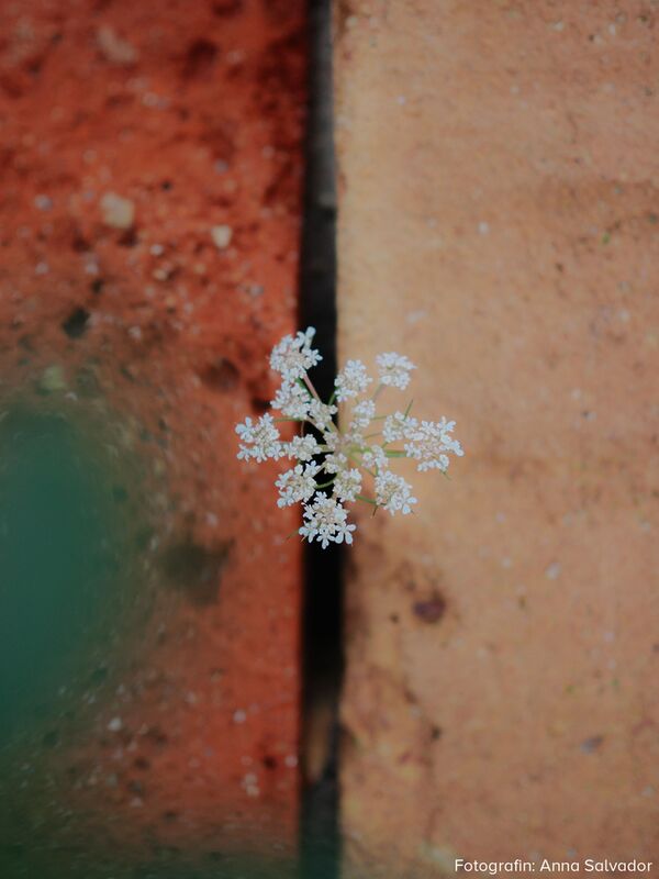 OM SYSTEM OM-3 Gehäuse - Retourenware mit 900 Auslösungen 