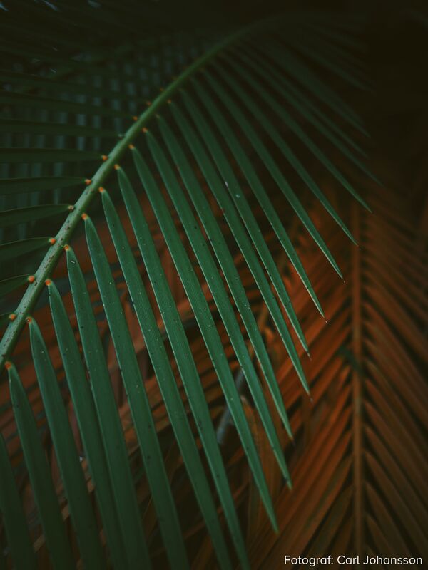 OM SYSTEM OM-3 Gehäuse - Retourenware mit 900 Auslösungen 