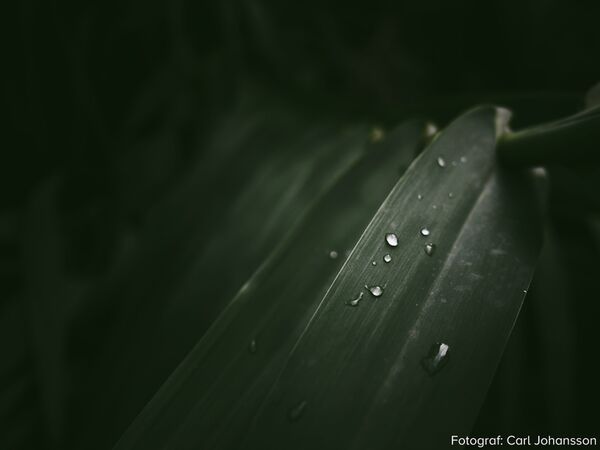 OM SYSTEM OM-3 + M.Zuiko Digital 12-45mm f/4 PRO ED 