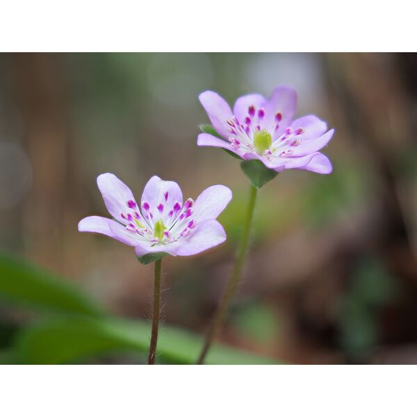 OM SYSTEM OM-5 II Gehäuse  schwarz