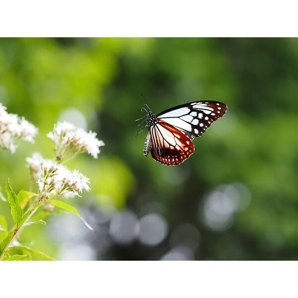 OM SYSTEM OM-5 II Gehäuse  schwarz