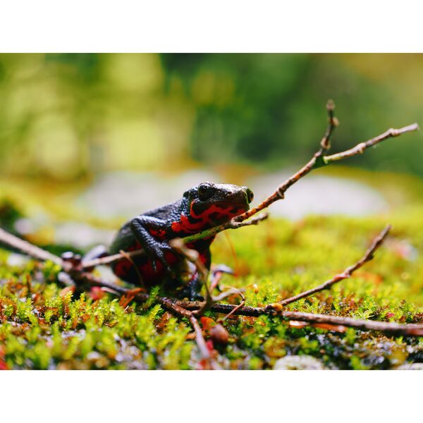 OM SYSTEM OM-5 II Gehäuse  schwarz