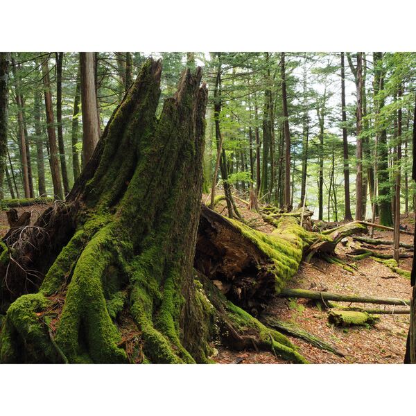 OM SYSTEM OM-5 II Gehäuse  schwarz