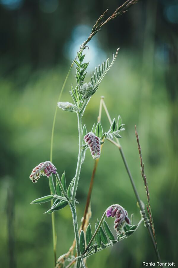 OM SYSTEM OM-5 + M.Zuiko AF 12-45mm f/4 Pro ED - Retourenware -  silber