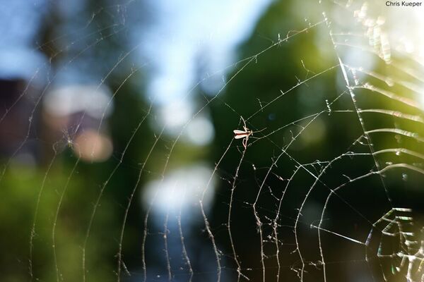 Panasonic Lumix DC-S1II + Sigma 24-70mm f/2,8 DG DN II Art 