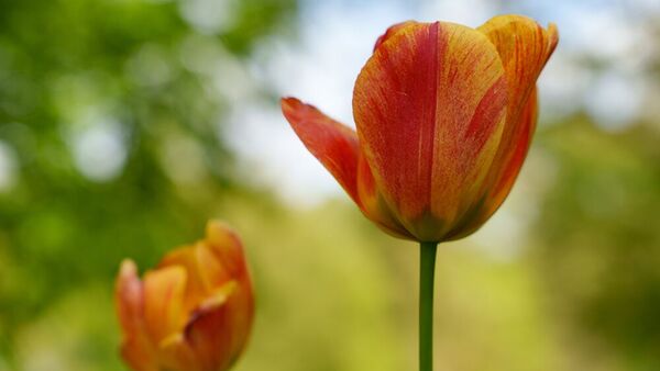 Panasonic Lumix DC-S1II + Sigma 24-70mm f/2,8 DG DN II Art 