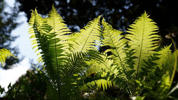 Panasonic Lumix DC-S1II + Sigma 24-70mm f/2,8 DG DN II Art 