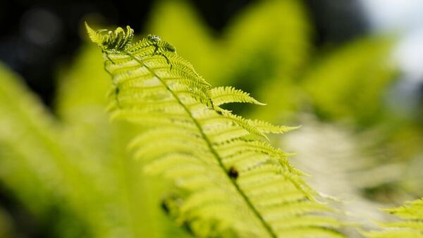 Panasonic Lumix DC-S1II + Sigma 24-70mm f/2,8 DG DN II Art 