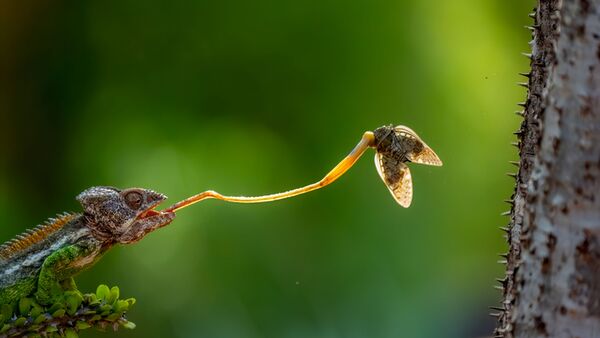 Panasonic Lumix DC-S1RII + DMW-BG 2 