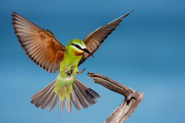 Panasonic Lumix DC-S1RII  L-Mount