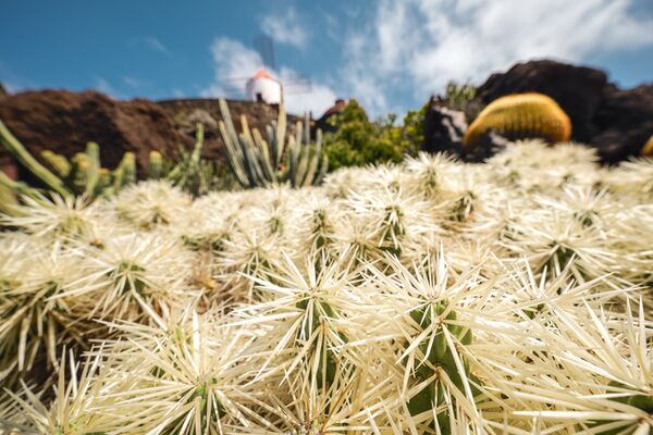 Panasonic Lumix DC-S9  Karminrot