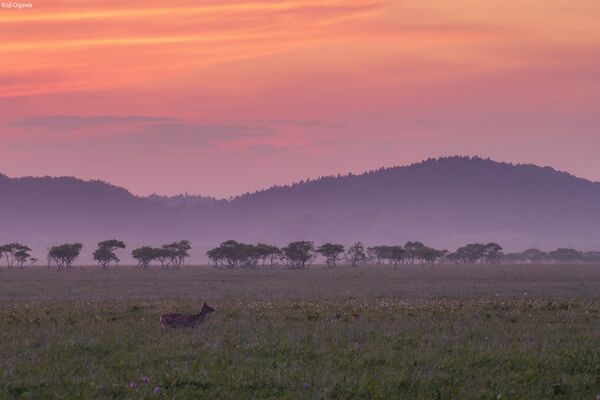 Panasonic Lumix S 100-500mm f/5-7.1  L-Mount