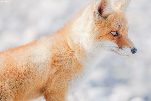 Panasonic Lumix S 100-500mm f/5-7.1  L-Mount