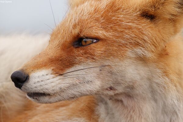 Panasonic Lumix S 100-500mm f/5-7.1  L-Mount