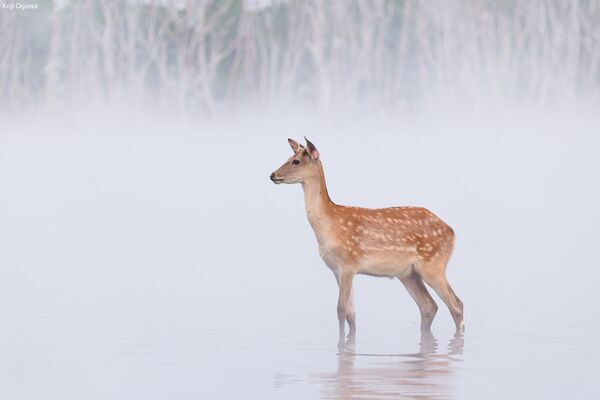 Panasonic Lumix S 100-500mm f/5-7.1  L-Mount