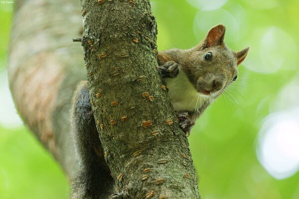 Panasonic Lumix S 100-500mm f/5-7.1  L-Mount