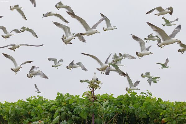 Panasonic Lumix S 100-500mm f/5-7.1  L-Mount