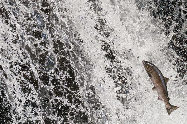 Panasonic Lumix S 100-500mm f/5-7.1  L-Mount