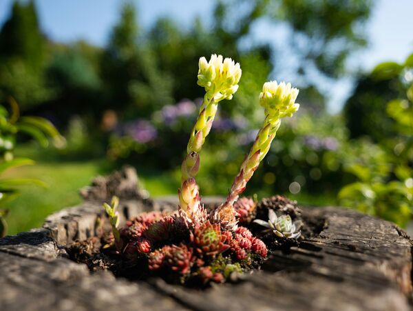 Panasonic Lumix S 18mm f/1,8  L-Mount